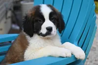 Baxter 4954 M Avail w or w/o registration , a male Saint Bernard for sale in Kansas City, MO – Photo 3 of 10