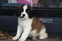 Baxter 4954 M Avail w or w/o registration , a male Saint Bernard for sale in Kansas City, MO – Photo 9 of 10