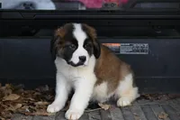 Baxter 4954 M Avail w or w/o registration , a male Saint Bernard for sale in Kansas City, MO – Photo 7 of 10