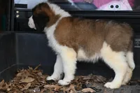 Baxter 4954 M Avail w or w/o registration , a male Saint Bernard for sale in Kansas City, MO – Photo 5 of 10