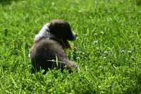 Female Purebred St Bernard Registered / Pedigree Female Cherrilyn, a female Saint Bernard for sale in Kansas City, MO – 3 of 10