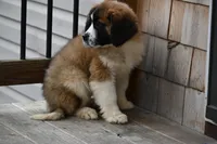 Blaze 4944 M Avail w or w/o registration , a male Saint Bernard for sale in Kansas City, MO – Photo 3 of 10