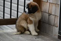 Blaze 4944 M Avail w or w/o registration , a male Saint Bernard for sale in Kansas City, MO – Photo 5 of 10