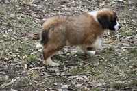 Blaze 4944 M Avail w or w/o registration , a male Saint Bernard for sale in Kansas City, MO – Photo 10 of 10