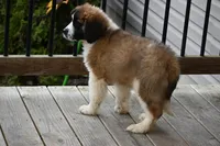 Blaze 4944 M Avail w or w/o registration , a male Saint Bernard for sale in Kansas City, MO – Photo 9 of 10