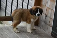 Blaze 4944 M Avail w or w/o registration , a male Saint Bernard for sale in Kansas City, MO – Photo 7 of 10