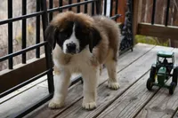 Blaze 4944 M Avail w or w/o registration , a male Saint Bernard for sale in Kansas City, MO – Photo 6 of 10