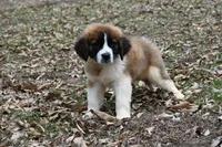Blaze 4944 M Avail w or w/o registration , a male Saint Bernard for sale in Kansas City, MO – Photo 8 of 10