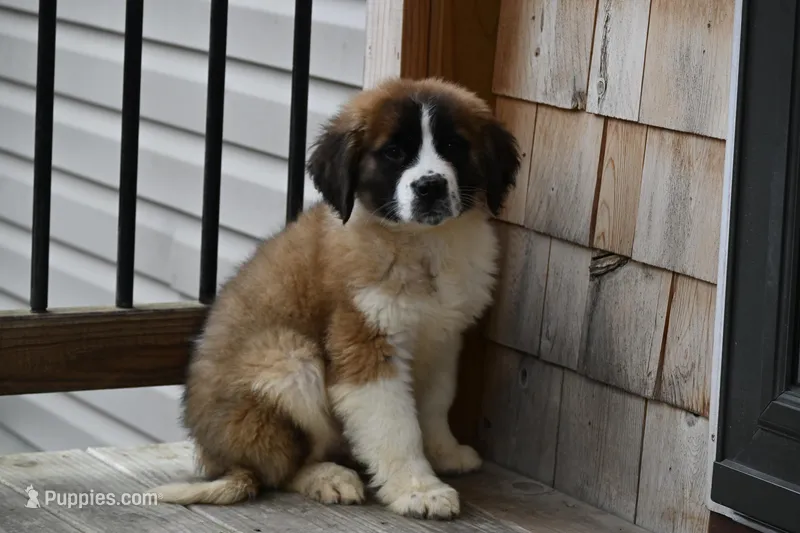 Blaze 4944 M Avail w or w/o registration 