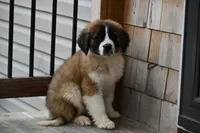 Blaze 4944 M Avail w or w/o registration , a male Saint Bernard for sale in Kansas City, MO – Photo 1 of 10