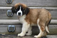 Blaze 4944 M Avail w or w/o registration , a male Saint Bernard for sale in Kansas City, MO – Photo 4 of 10