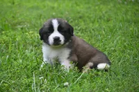 Purebred St Bernard Registered / Pedigree Calmly Male, a male Saint Bernard for sale in Kansas City, MO – 2 of 9