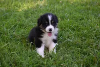 Tri Male Brutus, a male Australian Shepherd for sale in Kansas City, MO – 8 of 8