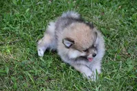 Miny Tiny Dark Gray Sable Wolf Brows Fluffy / Registered / Pedigree, a female Pomeranian for sale in Kansas City, MO – 5 of 10