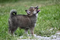 MIcro Tiny Gray Sable Wolf Mask / Registered / Pedigree, a female Pomeranian for sale in Kansas City, MO – 3 of 10