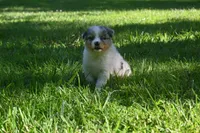 Blue Merle Female Ellyse Blue Eyes, a female Australian Shepherd for sale in Kansas City, MO – 2 of 10