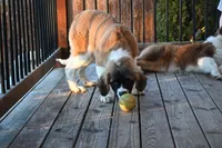 processed/f474c370-a41a-4d6e-9302-3dc1747fd9f5/listing/a82e5c6b-923a-4197-ab19-8ba6e0fc7cb0/31d66caa-1799-43e6-af8c-82991766010f