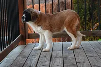 processed/f474c370-a41a-4d6e-9302-3dc1747fd9f5/listing/a82e5c6b-923a-4197-ab19-8ba6e0fc7cb0/ac903d0b-065c-4f17-8de2-33d19097ba56