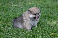 Miny Tiny Dark Gray Sable Wolf Brows Fluffy / Registered / Pedigree, a female Pomeranian for sale in Kansas City, MO – 4 of 10
