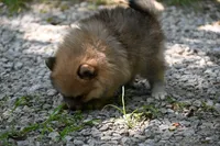 Miny Tiny Dark Gray Sable Wolf Brows Fluffy / Registered / Pedigree, a female Pomeranian for sale in Kansas City, MO – 10 of 10