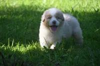 Red Merle Male John Wayne Blue Eyes, a male Australian Shepherd for sale in Kansas City, MO – 10 of 10