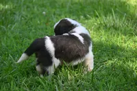 Simon Purebred St Bernard Registered / Pedigree Male, a male Saint Bernard for sale in Kansas City, MO – 9 of 10