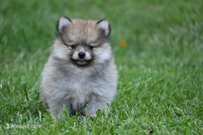 Miny Tiny Dark Gray Sable Wolf Brows Fluffy / Registered / Pedigree – Pomeranian puppy for sale in Kansas City, MO