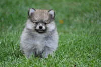 Miny Tiny Dark Gray Sable Wolf Brows Fluffy / Registered / Pedigree, a female Pomeranian for sale in Kansas City, MO – 1 of 10