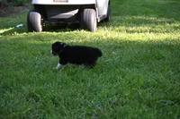 Tri Male Brutus, a male Australian Shepherd for sale in Kansas City, MO – 5 of 8