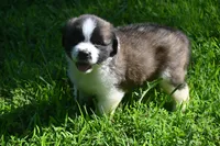 Lassie Purebred St Bernard Registered / Pedigree female , a female Saint Bernard for sale in Kansas City, MO – 2 of 10
