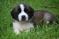 Purebred St Bernard Registered / Pedigree Calmly Male, a male Saint Bernard for sale in Kansas City, MO – 3 of 9