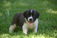 Female Purebred St Bernard Registered / Pedigree Female Cherrilyn, a female Saint Bernard for sale in Kansas City, MO – 7 of 10