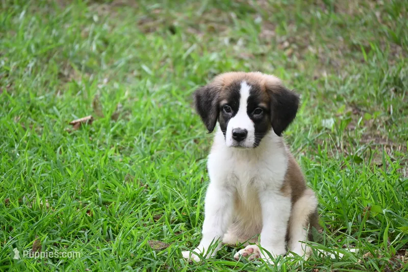 Bigly Purebred St Bernard Registered / Pedigree male  – Saint Bernard puppy for sale in Kansas City, MO