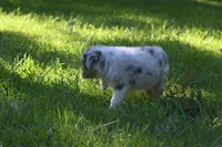 Blue Merle Female Sophie Blue Eyes, a female Australian Shepherd for sale in Kansas City, MO – 10 of 10