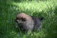 Miny Tiny Dark Gray Sable Wolf Brows Fluffy / Registered / Pedigree, a female Pomeranian for sale in Kansas City, MO – 6 of 10