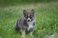 MIcro Tiny Gray Sable Wolf Mask / Registered / Pedigree, a female Pomeranian for sale in Kansas City, MO – 4 of 10
