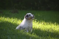 Blue Merle Female Sophie Blue Eyes, a female Australian Shepherd for sale in Kansas City, MO – 5 of 10