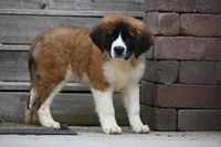 Bree 4953 F Avail w or w/o registration , a female Saint Bernard for sale in Kansas City, MO – Photo 2 of 10
