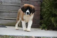 Bree 4953 F Avail w or w/o registration , a female Saint Bernard for sale in Kansas City, MO – Photo 8 of 10