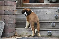 Bree 4953 F Avail w or w/o registration , a female Saint Bernard for sale in Kansas City, MO – Photo 3 of 10