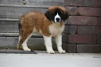 Bree 4953 F Avail w or w/o registration , a female Saint Bernard for sale in Kansas City, MO – Photo 7 of 10