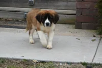 Bree 4953 F Avail w or w/o registration , a female Saint Bernard for sale in Kansas City, MO – Photo 10 of 10