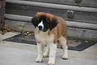 Bree 4953 F Avail w or w/o registration , a female Saint Bernard for sale in Kansas City, MO – Photo 5 of 10