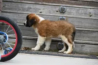 Bree 4953 F Avail w or w/o registration , a female Saint Bernard for sale in Kansas City, MO – Photo 6 of 10