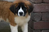 Bree 4953 F Avail w or w/o registration , a female Saint Bernard for sale in Kansas City, MO – Photo 1 of 10