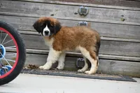 Bree 4953 F Avail w or w/o registration , a female Saint Bernard for sale in Kansas City, MO – Photo 4 of 10