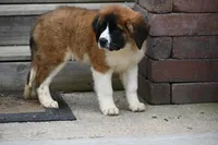Bree 4953 F Avail w or w/o registration , a female Saint Bernard for sale in Kansas City, MO – Photo 9 of 10