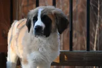 processed/f474c370-a41a-4d6e-9302-3dc1747fd9f5/listing/bc25518d-93f0-48ae-9d3f-5276a4b1aaa2/7278a463-fbb7-4598-937a-638a36c0a719