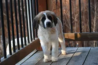 processed/f474c370-a41a-4d6e-9302-3dc1747fd9f5/listing/bc25518d-93f0-48ae-9d3f-5276a4b1aaa2/77558dd6-ea41-46e7-83f8-fbe05f4d6309