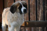 processed/f474c370-a41a-4d6e-9302-3dc1747fd9f5/listing/bc25518d-93f0-48ae-9d3f-5276a4b1aaa2/7fb1b44b-0542-4c38-983c-af4a030d9c44